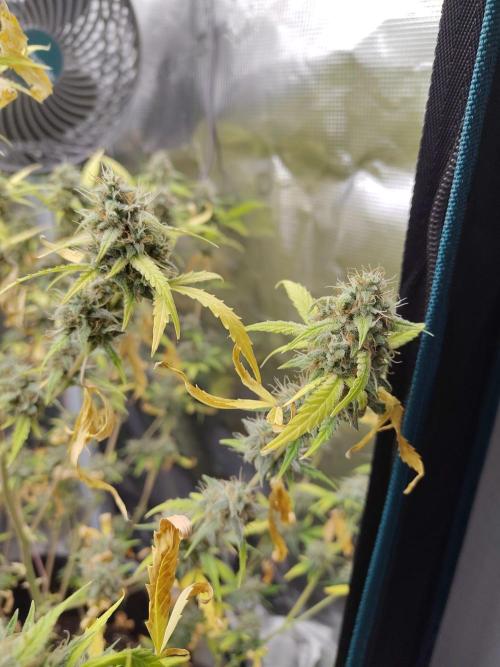 White Diesel Haze Automatic. Week 9
