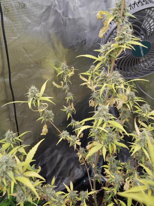 White Diesel Haze Automatic. Week 9