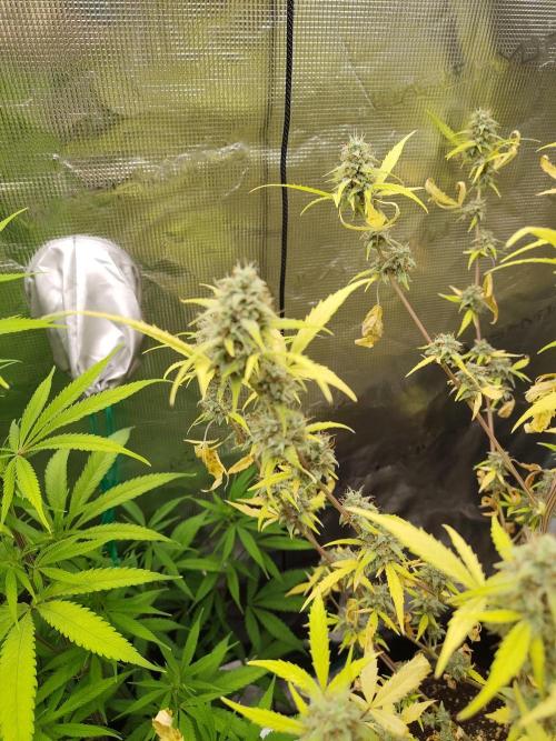 White Diesel Haze Automatic. Week 9
