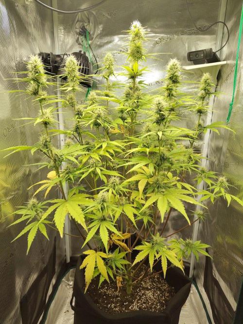 Sensi Seeds - Sticky Orange XXL Auto. Week 6