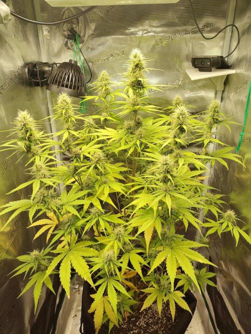 Sensi Seeds - Sticky Orange XXL Auto. Week 6