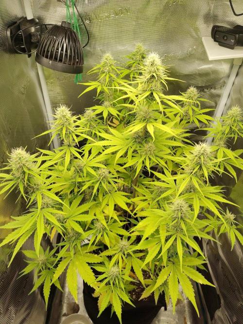 Sensi Seeds - Sticky Orange XXL Auto. Week 6