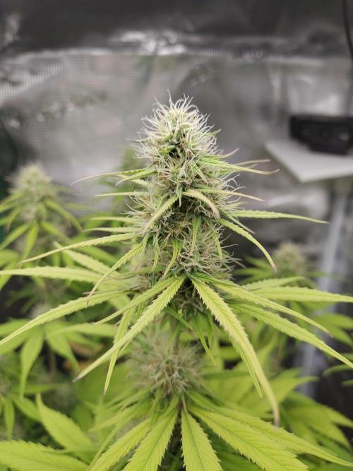 Sensi Seeds - Sticky Orange XXL Auto. Week 6