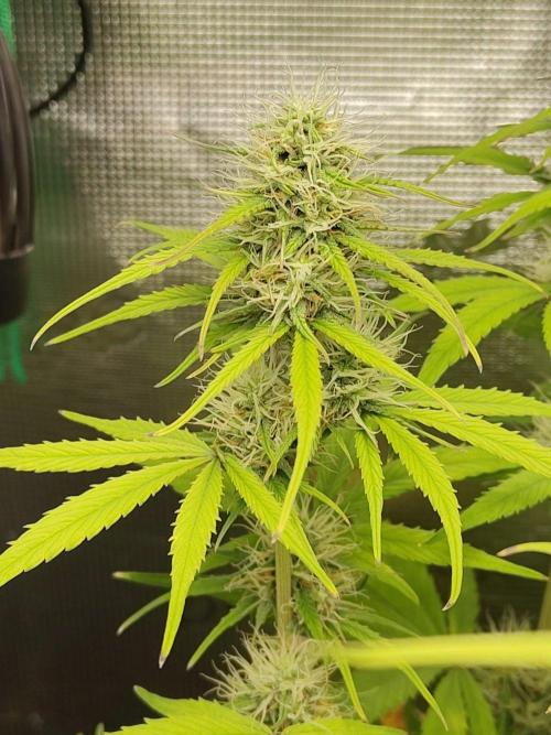 Sensi Seeds - Sticky Orange XXL Auto. Week 6
