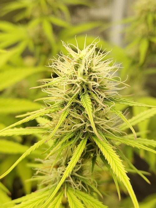 Sensi Seeds - Sticky Orange XXL Auto. Week 6
