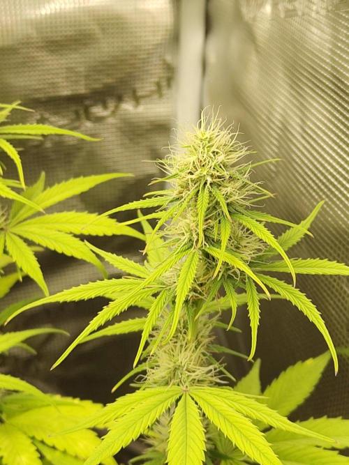 Sensi Seeds - Sticky Orange XXL Auto. Week 6