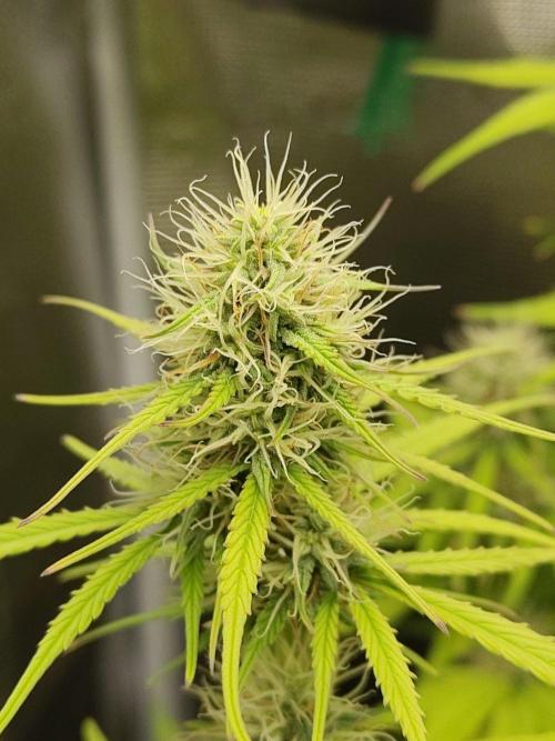 Sensi Seeds - Sticky Orange XXL Auto. Week 6