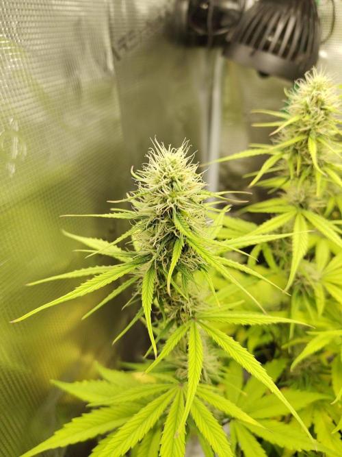 Sensi Seeds - Sticky Orange XXL Auto. Week 6
