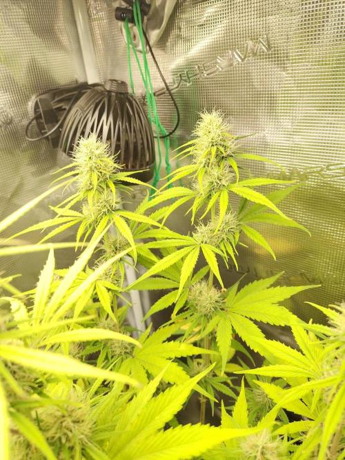Sensi Seeds - Sticky Orange XXL Auto. Week 6