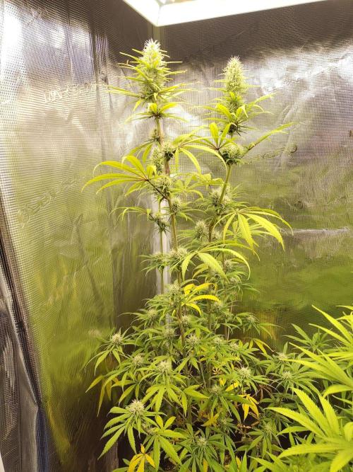 Choclate Rainbow XXL - Sensi Seeds. Week 10