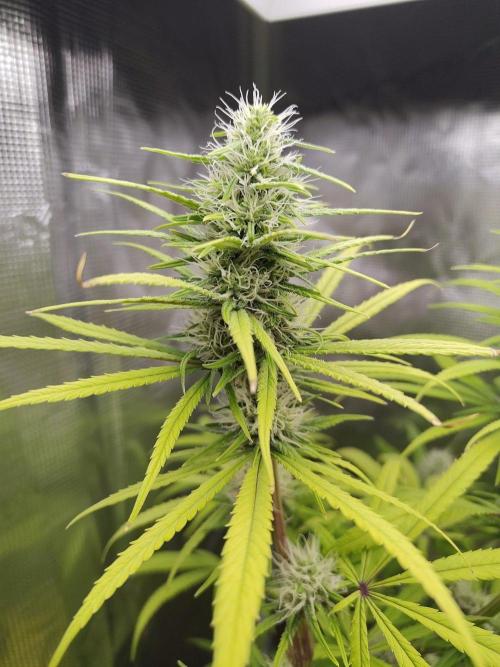 Choclate Rainbow XXL - Sensi Seeds. Week 10