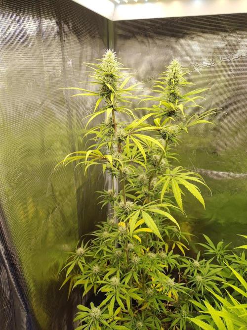 Choclate Rainbow XXL - Sensi Seeds. Week 10