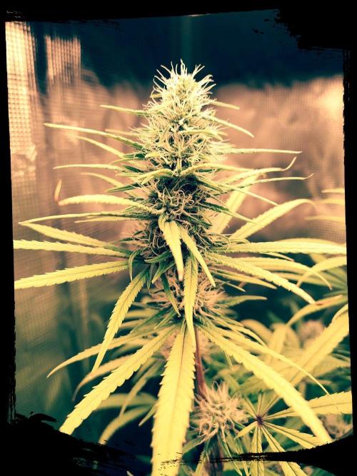 Choclate Rainbow XXL - Sensi Seeds. Week 10