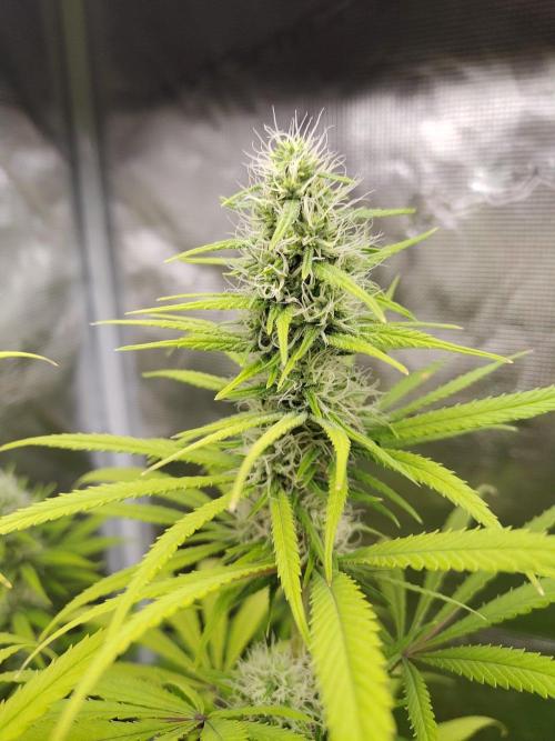 Choclate Rainbow XXL - Sensi Seeds. Week 10