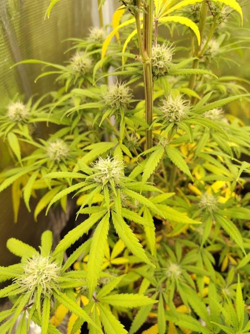 Choclate Rainbow XXL - Sensi Seeds. Week 10