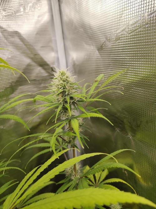 Choclate Rainbow XXL - Sensi Seeds. Week 10