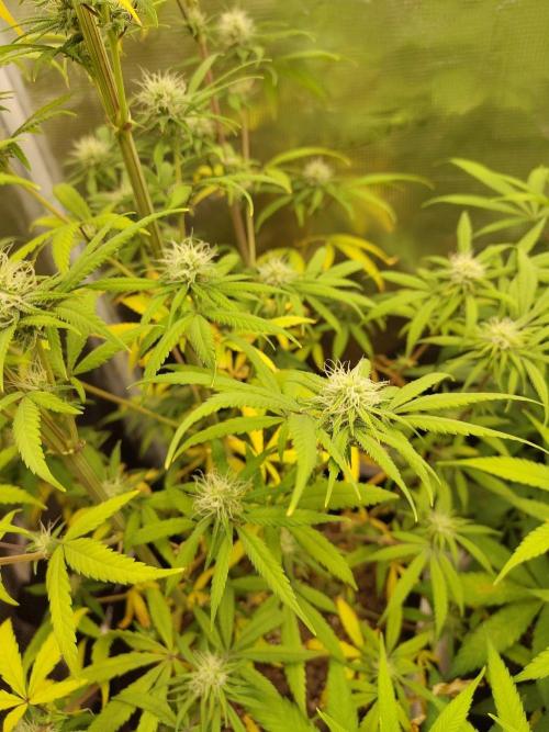 Choclate Rainbow XXL - Sensi Seeds. Week 10