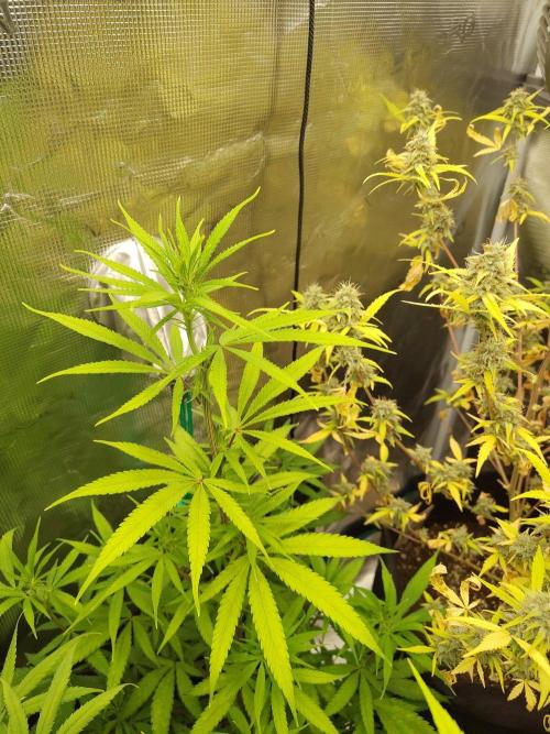 Choclate Rainbow XXL cutlings. Week 7
