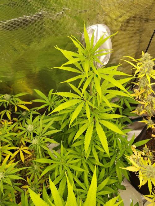 Choclate Rainbow XXL cutlings. Week 7