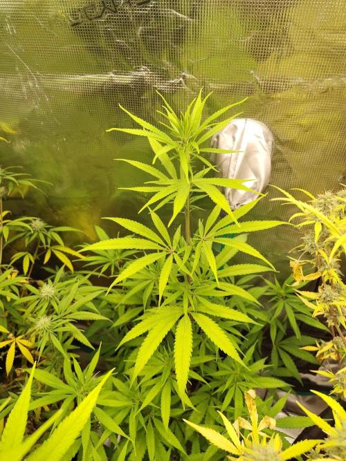 Choclate Rainbow XXL cutlings. Week 7