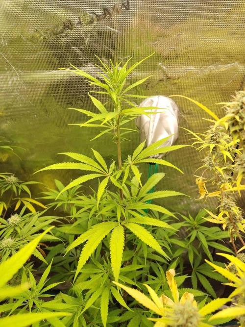 Choclate Rainbow XXL cutlings. Week 7