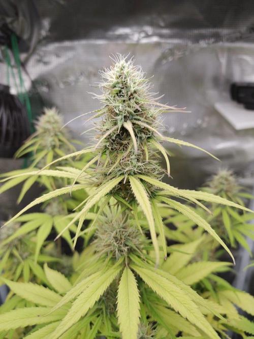 Sensi Seeds - Sticky Orange XXL Auto. Week 7