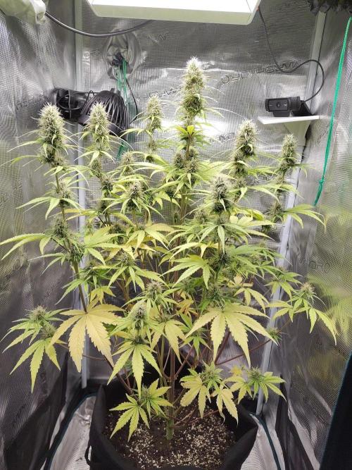 Sensi Seeds - Sticky Orange XXL Auto. Week 7