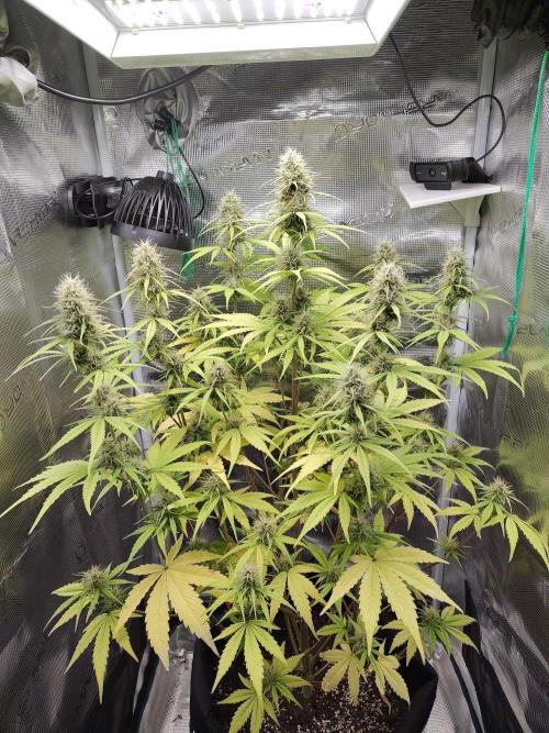 Sensi Seeds - Sticky Orange XXL Auto. Week 7