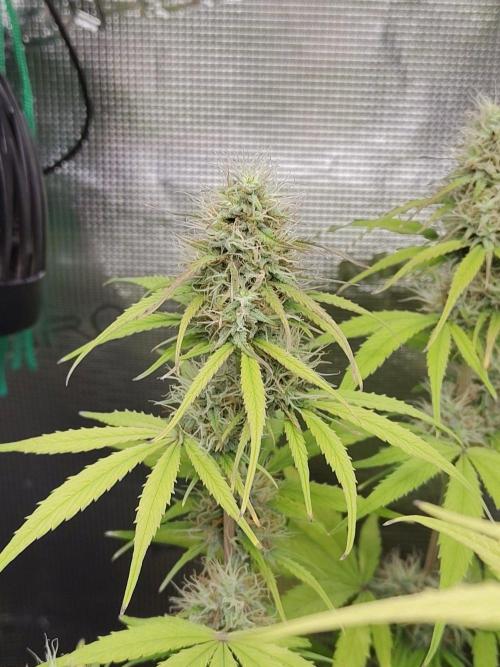 Sensi Seeds - Sticky Orange XXL Auto. Week 7