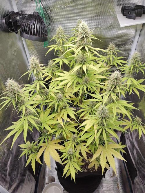 Sensi Seeds - Sticky Orange XXL Auto. Week 7