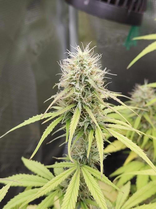 Sensi Seeds - Sticky Orange XXL Auto. Week 7
