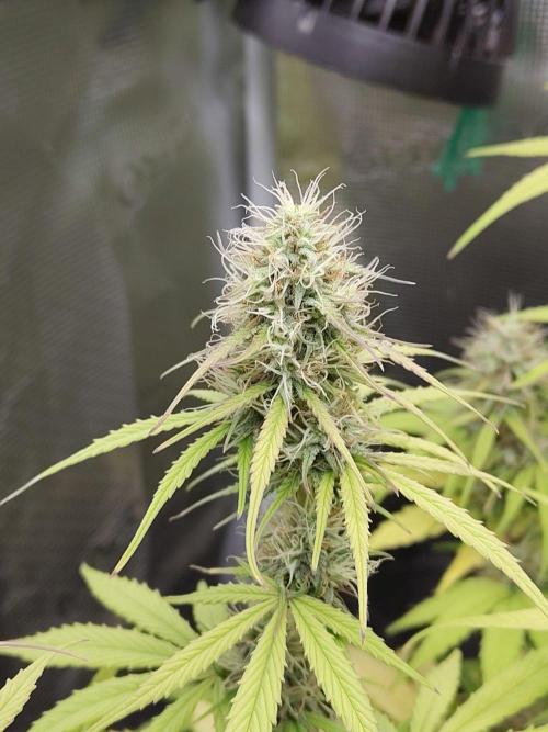 Sensi Seeds - Sticky Orange XXL Auto. Week 7