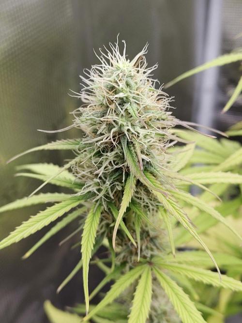 Sensi Seeds - Sticky Orange XXL Auto. Week 7