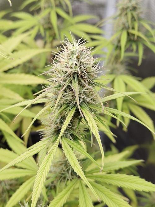Sensi Seeds - Sticky Orange XXL Auto. Week 7