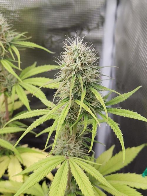 Sensi Seeds - Sticky Orange XXL Auto. Week 7