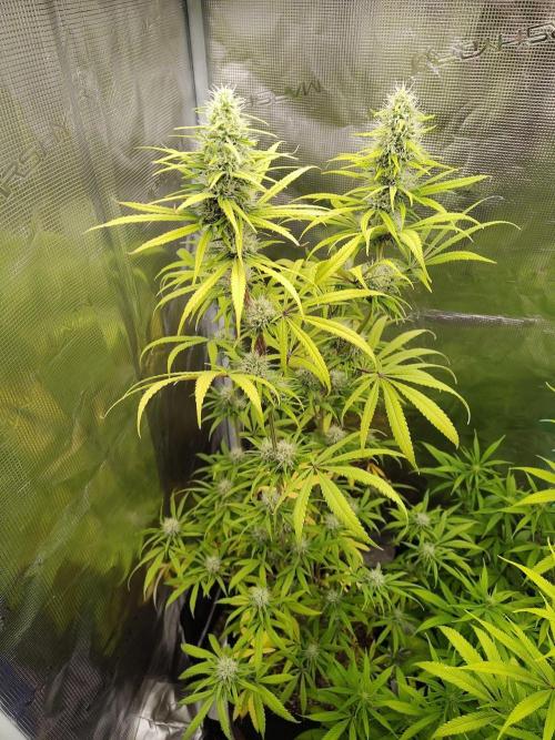 Choclate Rainbow XXL - Sensi Seeds. Week 11