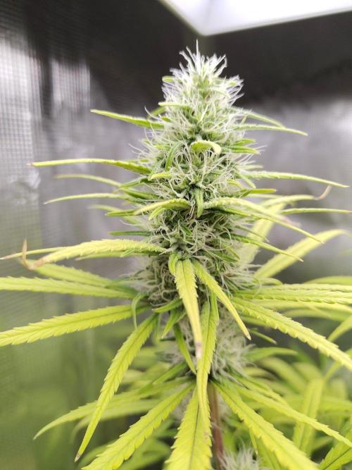Choclate Rainbow XXL - Sensi Seeds. Week 11