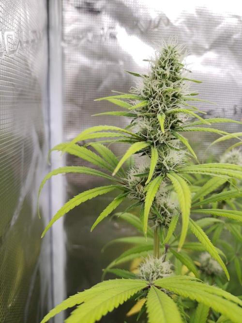 Choclate Rainbow XXL - Sensi Seeds. Week 11