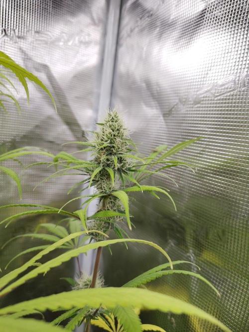 Choclate Rainbow XXL - Sensi Seeds. Week 11