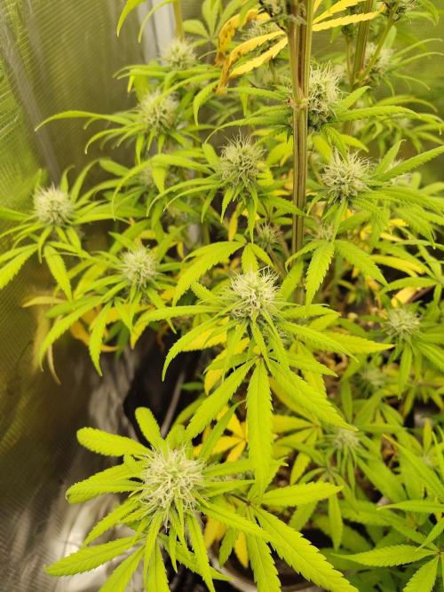 Choclate Rainbow XXL - Sensi Seeds. Week 11