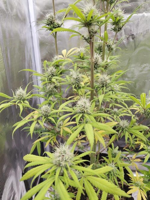 Choclate Rainbow XXL - Sensi Seeds. Week 12