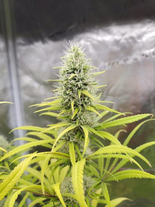 Choclate Rainbow XXL - Sensi Seeds. Week 12