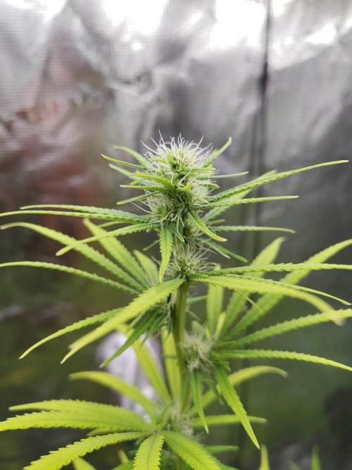 Choclate Rainbow XXL cutlings. Week 9