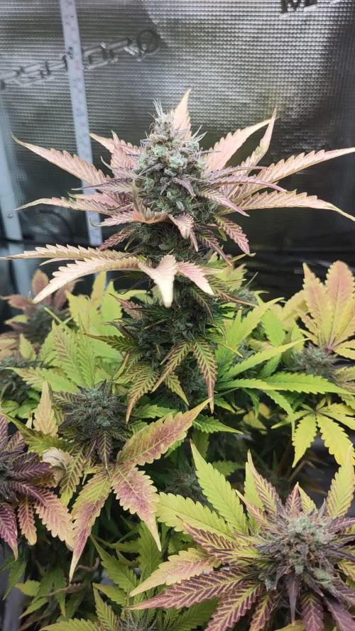 Caramellow Kush (second try)