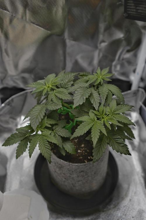 Mini Grow Setup. Week 5