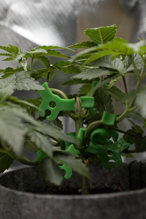 Mini Grow Setup. Week 5