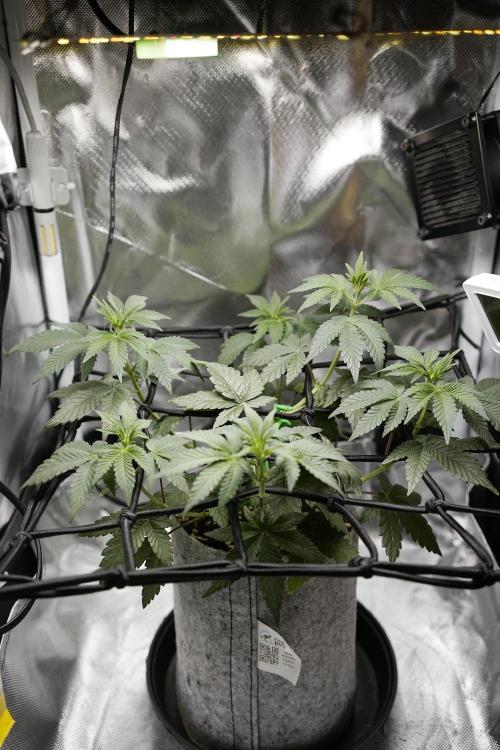 Mini Grow Setup. Week 6