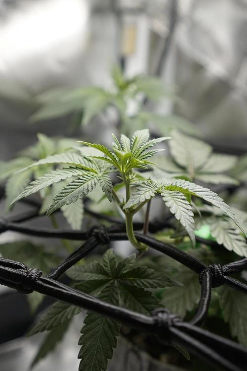 Mini Grow Setup. Week 6