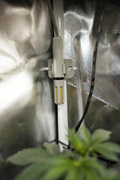 Mini Grow Setup. Week 6