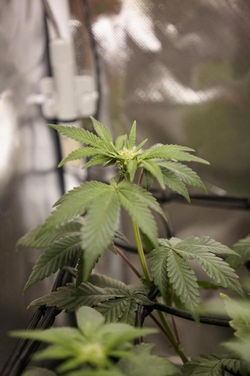 Mini Grow Setup. Week 7